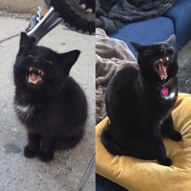 Side by side photos of cat as a kitten and as an adult.