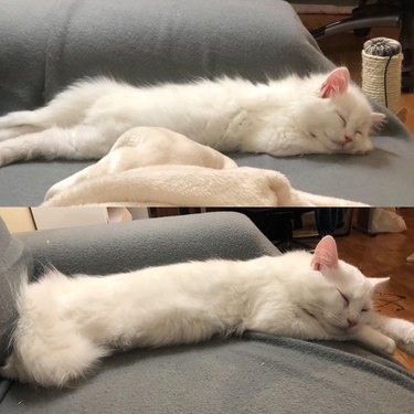 Side by side photos of cat as a kitten and as an adult.