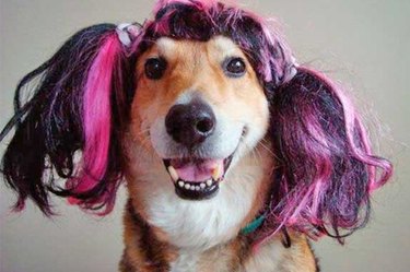dogs in fabulous wigs