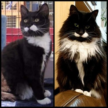 Side by side photos of cat as a kitten and as an adult.