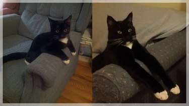 Side by side photos of cat as a kitten and as an adult.