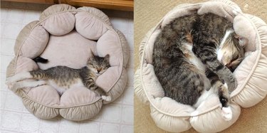 Side by side photos of cat as a kitten and as an adult.