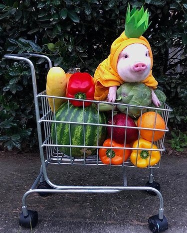 Pig in grocery cart with vegetables.