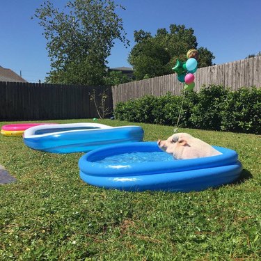 Pig in wading pool