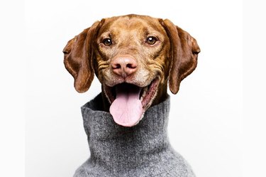 dogs with professional headshots