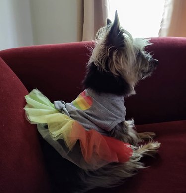 dog in rainbow tutu