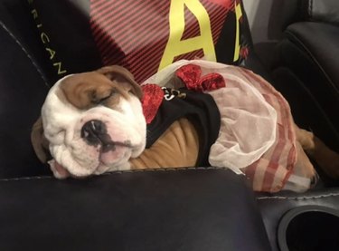 bulldog puppy in tutu