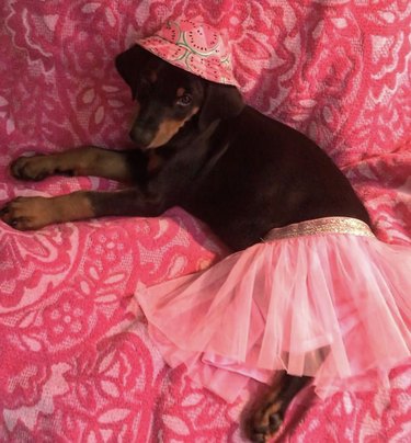 dog in pink tutu