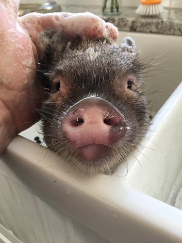 Pig getting a bath in a kitchen sink