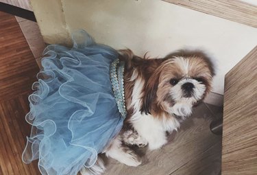 shitzu in blue tutu
