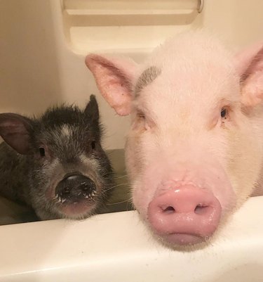 Two pigs in a bathtub