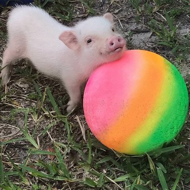 Pig with beach ball