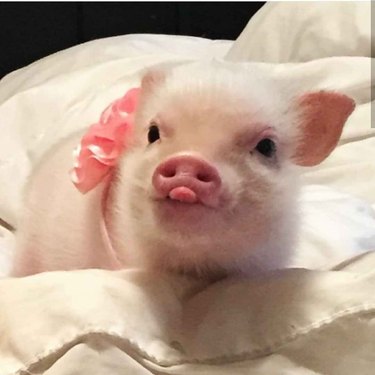 Pig with its tongue sticking out