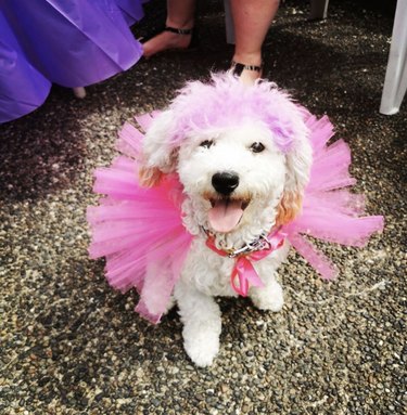 white dog in pink tutu