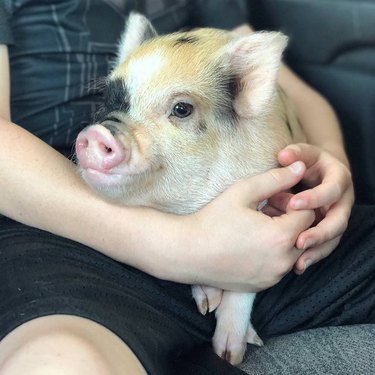 Pig on someone's lap