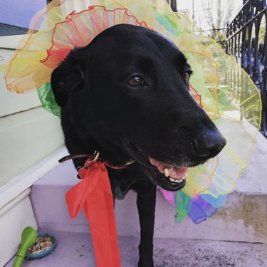 black dog in rainbow tutu