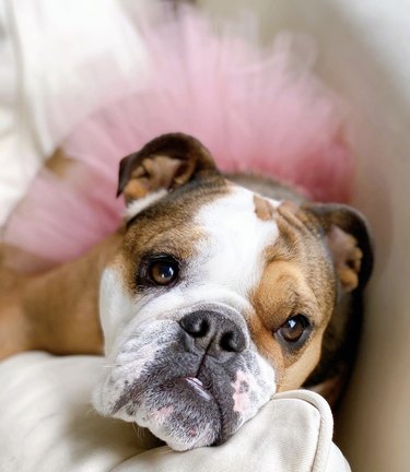 bulldog in pink tutu