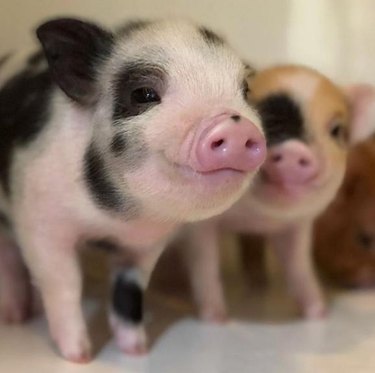 Black spotted piglet