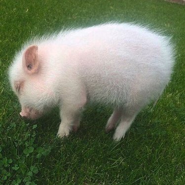 Pig sniffing lawn