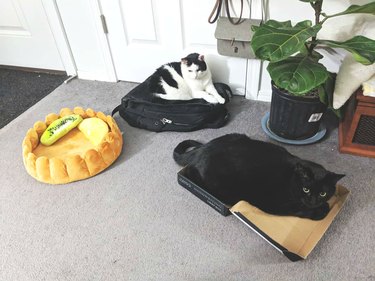Cats sleep on luggage instead of new cat bed