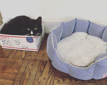 19 Hilarious Bed Fails That Prove Cats Do What They Want | Cuteness