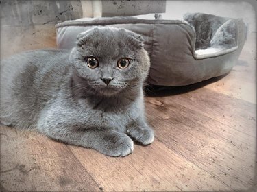 Cat sleeps on floor next to cat bed