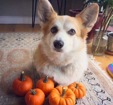 Cute corgi with tiny pumpkins