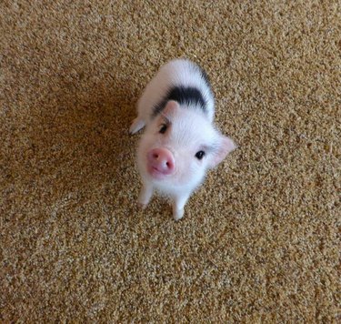 Cute piglet