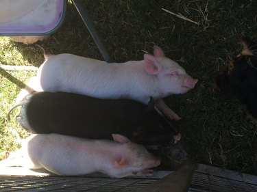 Three piglets sleeping in a row