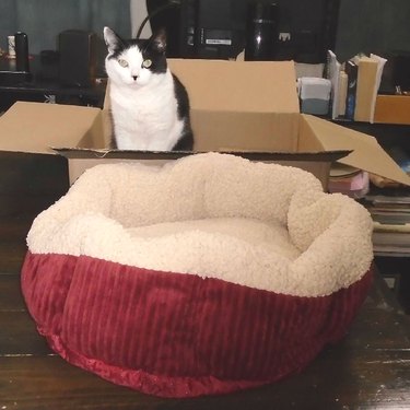 Cat prefers cardboard box to cat bed