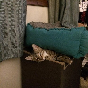 Cat uses cat bed like cat blanket