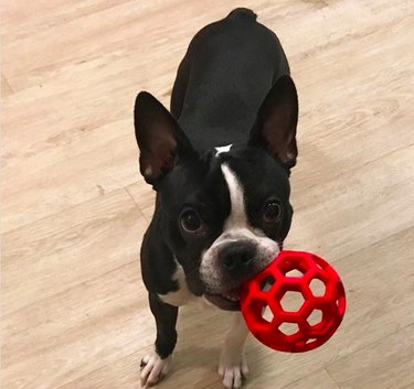 Boston terrier with red toy in mouth