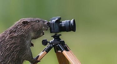 Animals interrupting wildlife photographers is our new favorite thing
