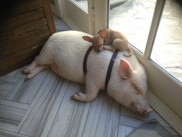 Small dog sleeping on top of a sleeping pig