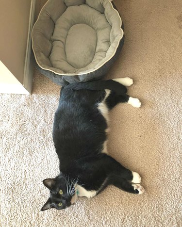 Cat gives no effs about how much you spent on the cat bed for them