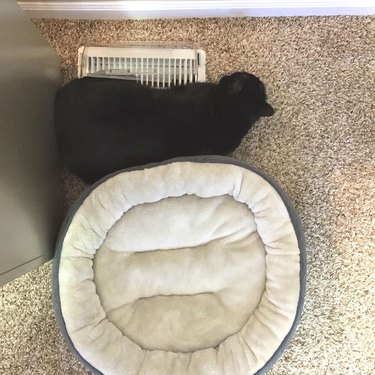 Cat sleeps on heat grate instead of adjacent bed