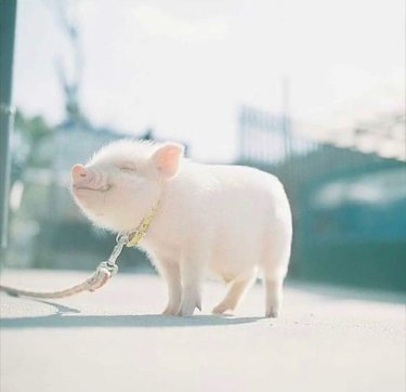 Smiling pig on a leash