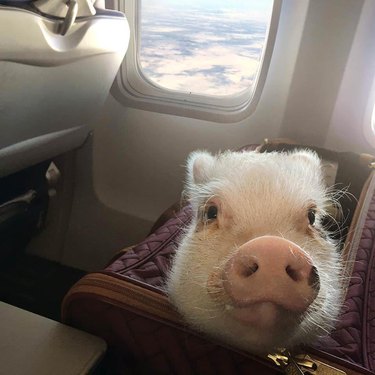 Pig in a bag on a seat in an airplane
