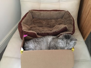 Cat sleeps in box instead of adjacent cat bed