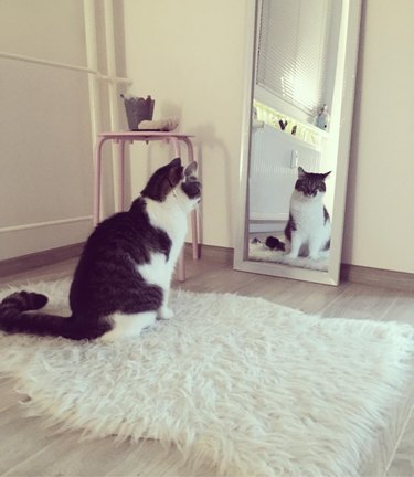 Cat stares at reflection in mirror.