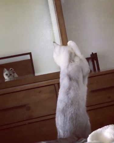 cat discovers reflection in mirror