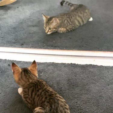 Cat crawls on ground towards mirror reflection.