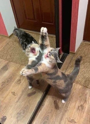 Cat screams against mirror.