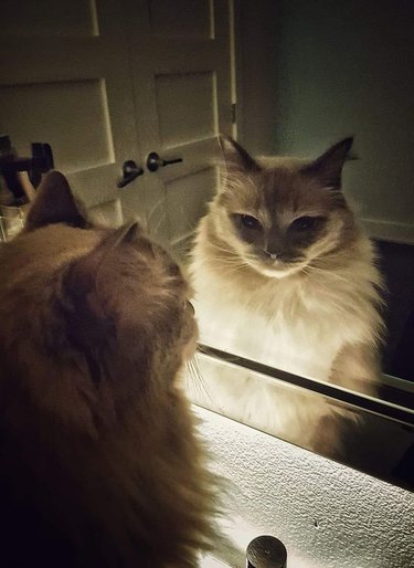 Cat with powerful aura stares at reflection in mirror.