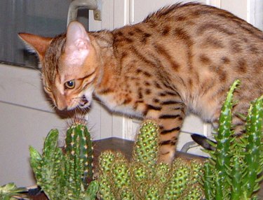 Cat getting ready to bite a cactus.