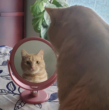 Cat stares at mirror.