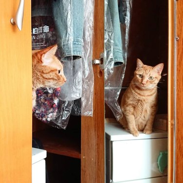 orange tabby stares at mirror reflection
