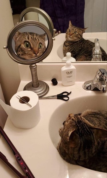 Cat in sink staring at reflection in vanity mirror.