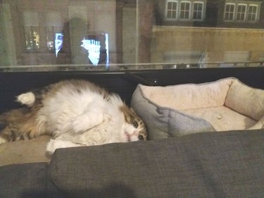 19 Hilarious Bed Fails That Prove Cats Do What They Want | Cuteness