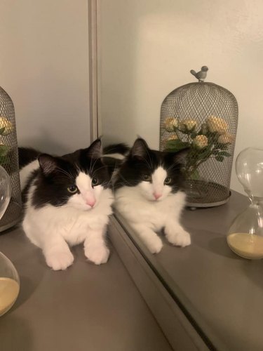 Tuxdeo cat sits side by side next to a mirror.